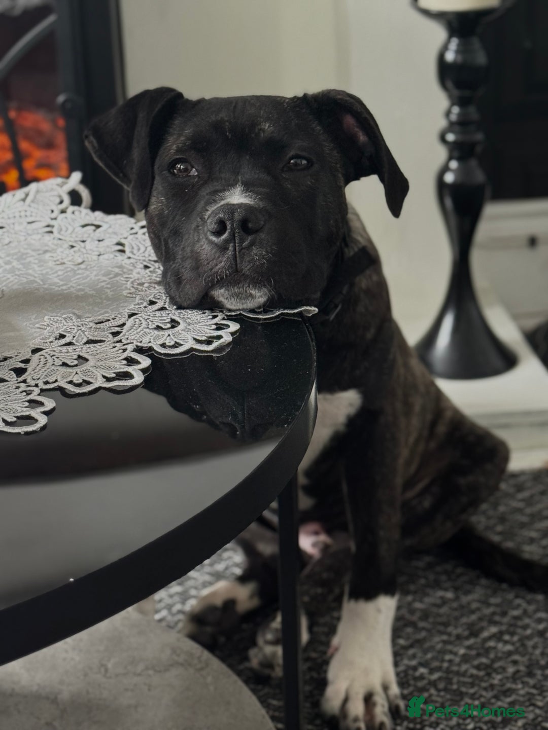 Cane Corso dogs for sale: 4.5 months old boy came corso  - Image 1