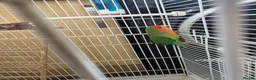 Lovebirds birds for sale: Pair of beautiful love birds & cage - Advert 3