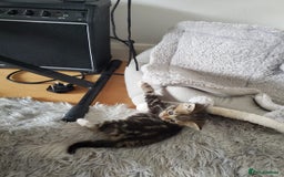 British Shorthair cats for sale: Adorable British Shorthair x Tabby Kittens - Image 5