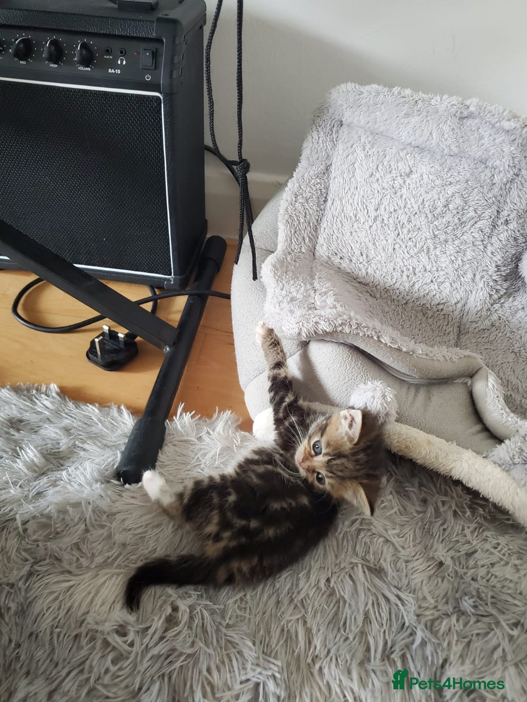 British Shorthair cats for sale: Adorable British Shorthair x Tabby Kittens - Image 5