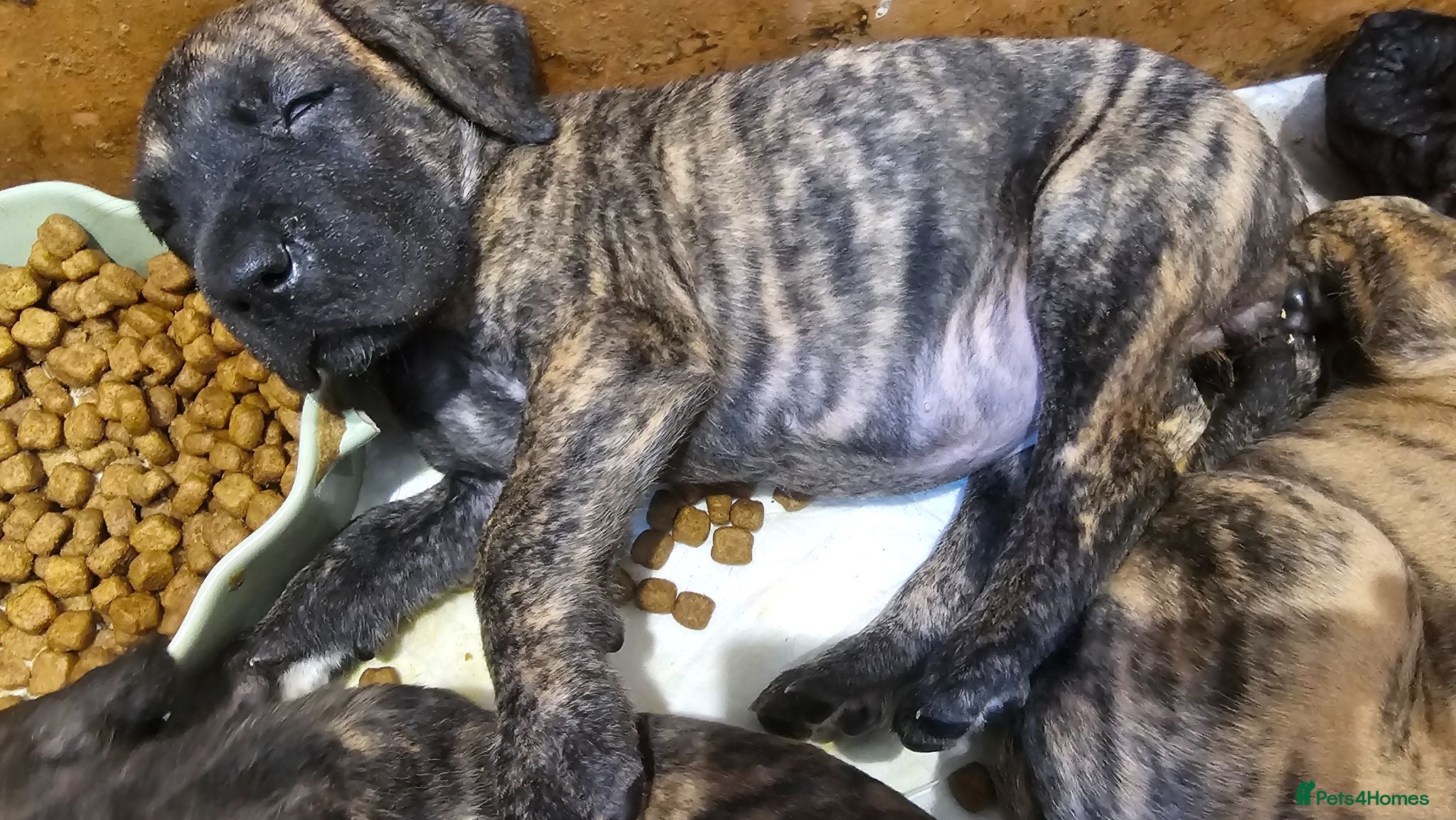 Great Dane dogs ONLY 3 GIRLS LEFT -BRINDLE GREAT DANES - Advert 1