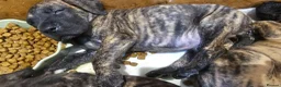 Great Dane dogs for sale: ONLY 3 GIRLS LEFT -BRINDLE GREAT DANES - Advert 7