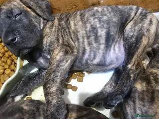Great Dane dogs ONLY 3 GIRLS LEFT -BRINDLE GREAT DANES - Advert 1