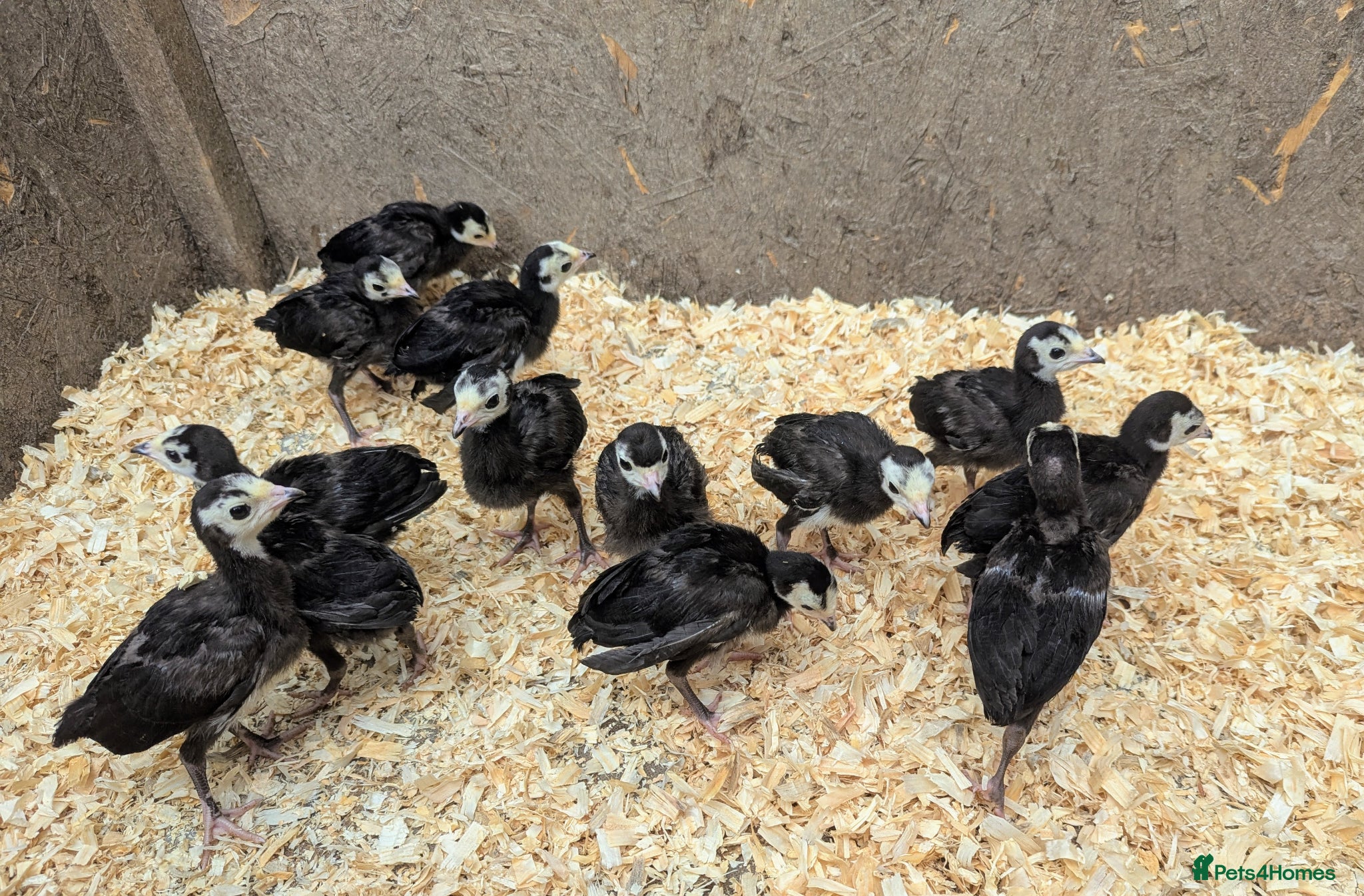 Turkeys poultry Norfolk Black Turkey Poults - Advert 1