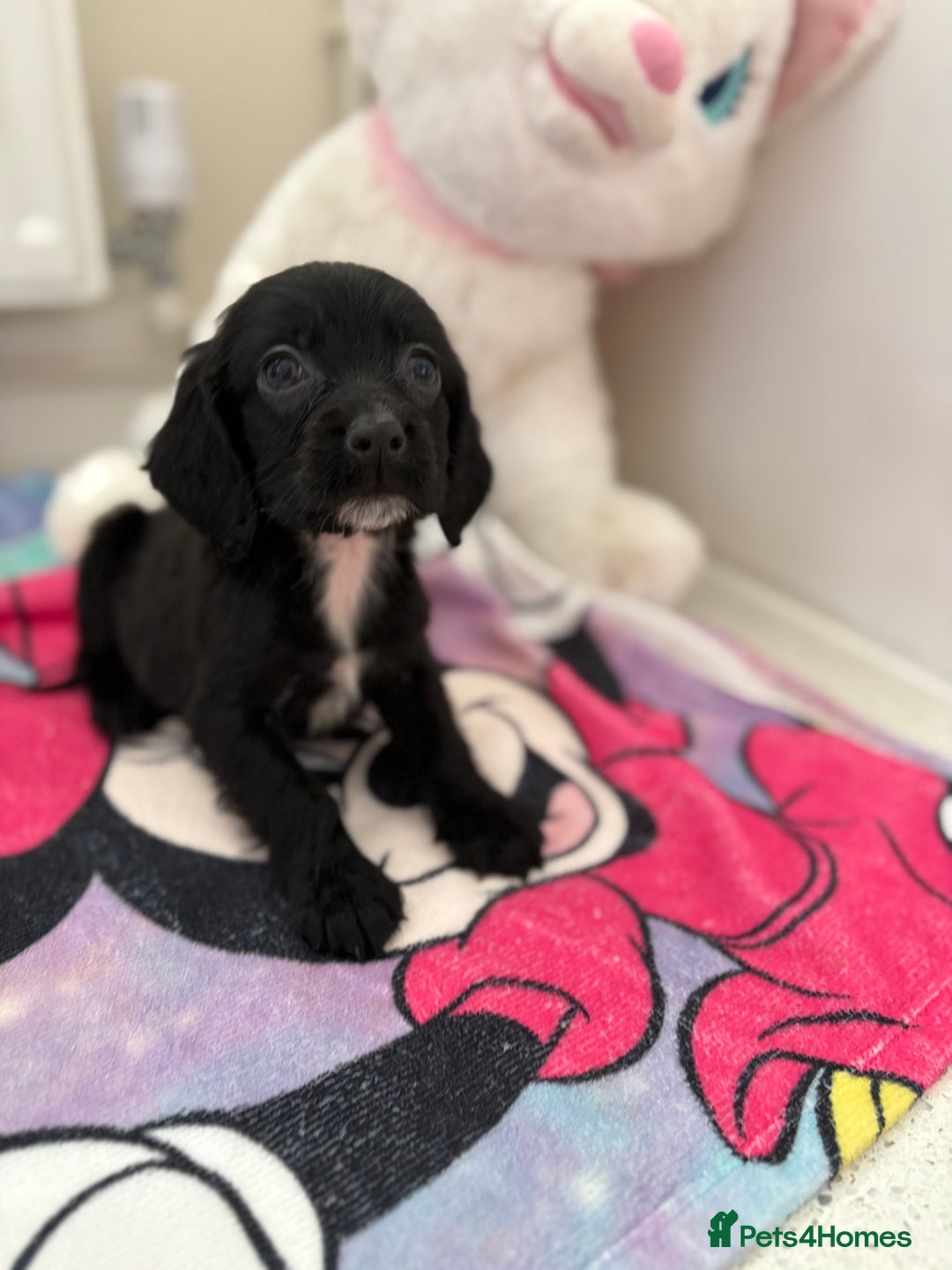 Cocker Spaniel dogs for sale: 1 GIRL 4 BOYS READY NOW 💙🩷 - Image 3