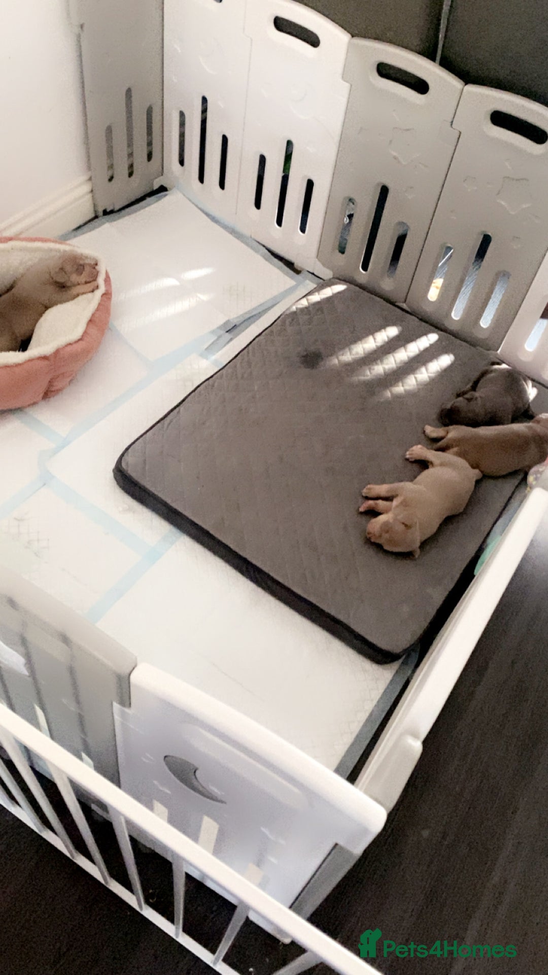 American Bully dogs for sale: REBULA X MC MERLIN POCKET BULLYS PUPS - Image 7