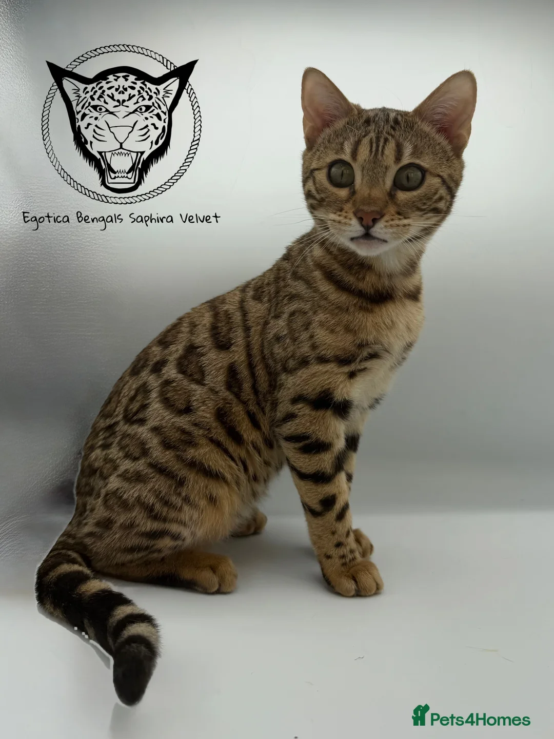 Bengal cats for sale: 🐆✨ LAST KITTEN 6TH TICA GENERATION BENGAL🐆✨ - Advert 17