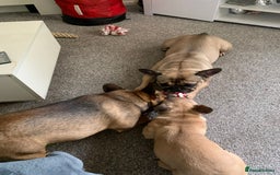 French Bulldog dogs for sale: Beautiful female french bulldog pup  - Image 4