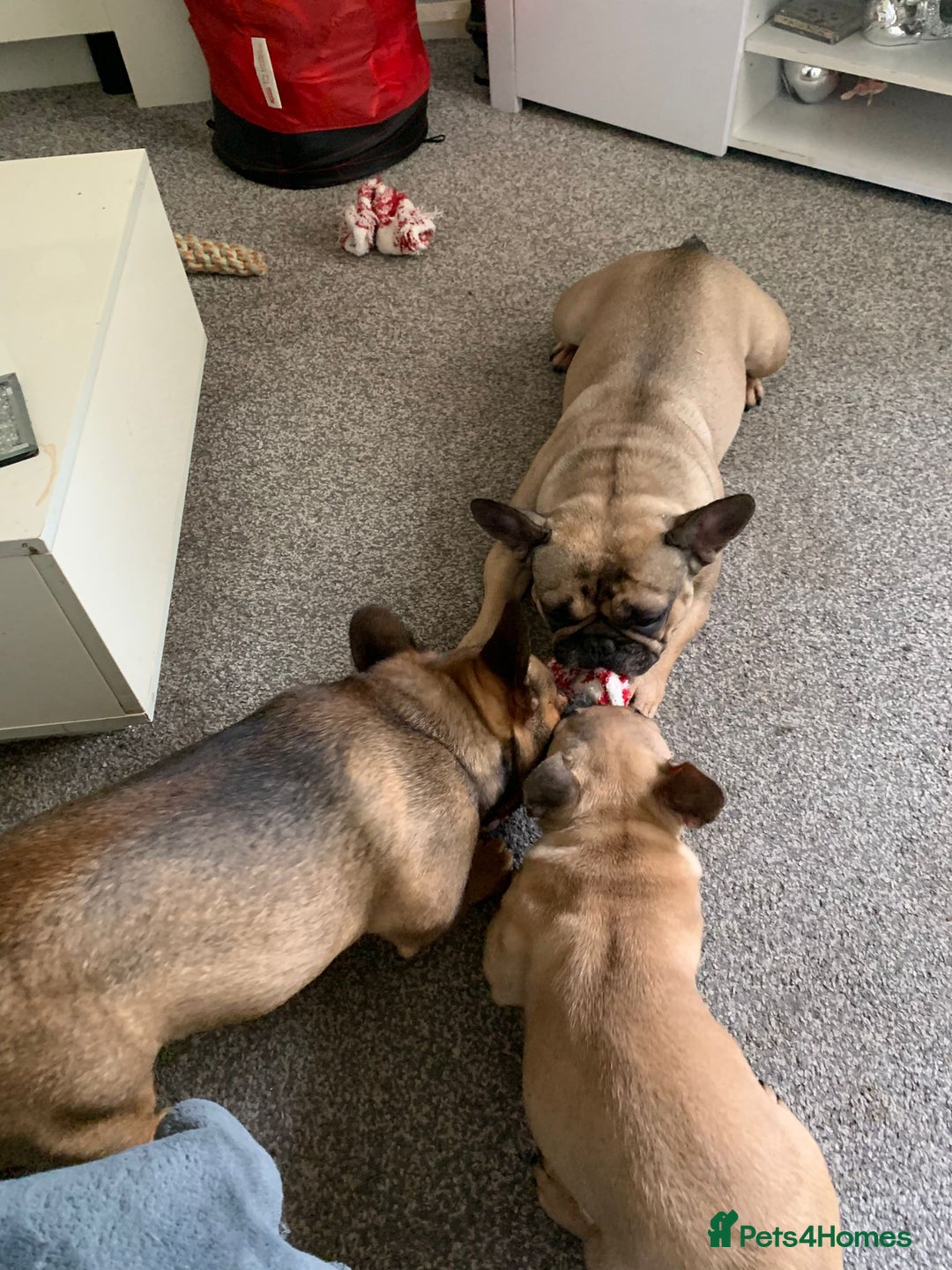 French Bulldog dogs for sale: Beautiful female french bulldog pup  - Image 4