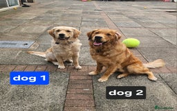 Golden Retriever dogs for sale: Beautiful dogs  - Image 6