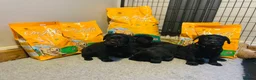 Labrador Retriever dogs for sale: *Just one male Labrador puppy left* - Advert 13