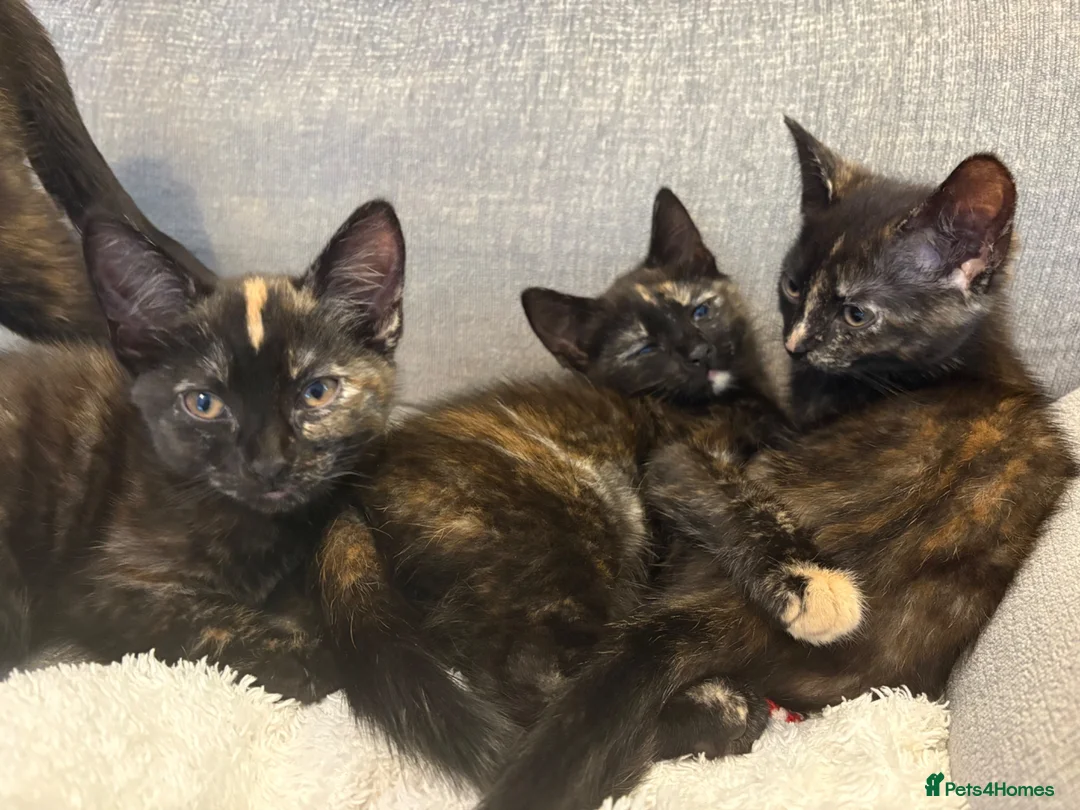 Mixed Breed cats for sale: Beautiful Female Kittens Ready for Forever Homes - Advert 1