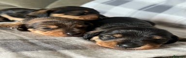 Dachshund Puppy 3