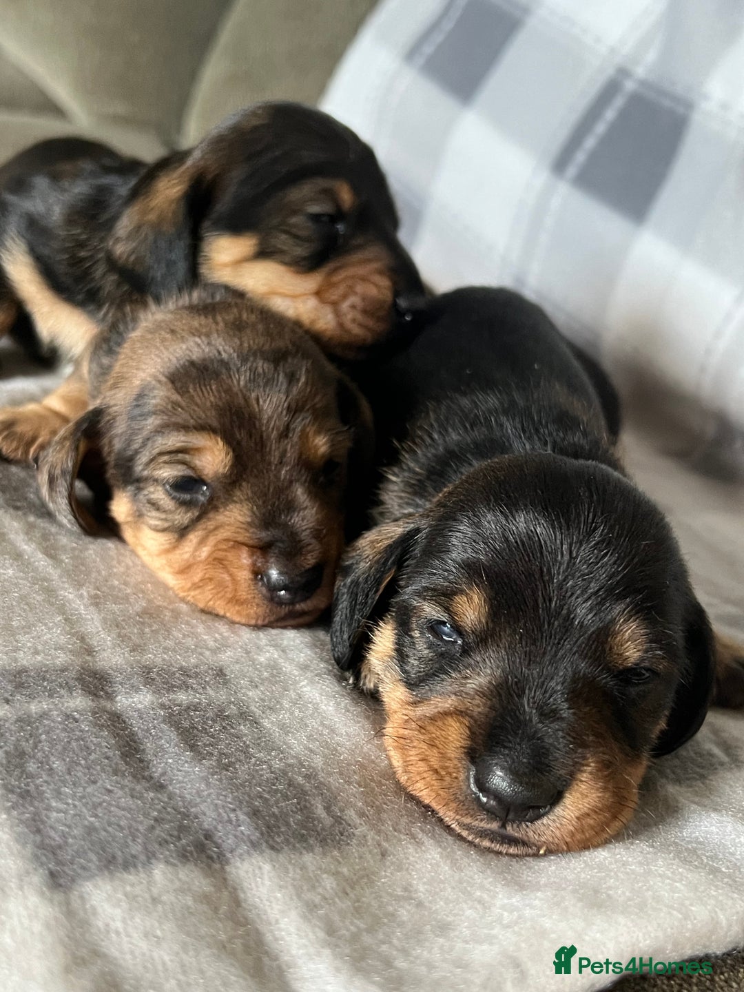 Dachshund dogs for sale: Wife haired x smooth dachshund puppy’s  - Image 5