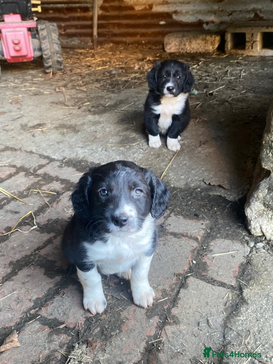 Mixed Breed dogs for sale:  4 Sprollie - Advert 5