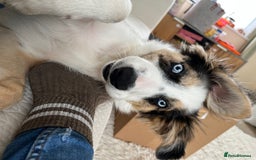 Border Collie dogs for sale: 4 month border collie male - Image 3