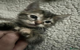Mixed Breed cats for sale: Kittens  - Image 10