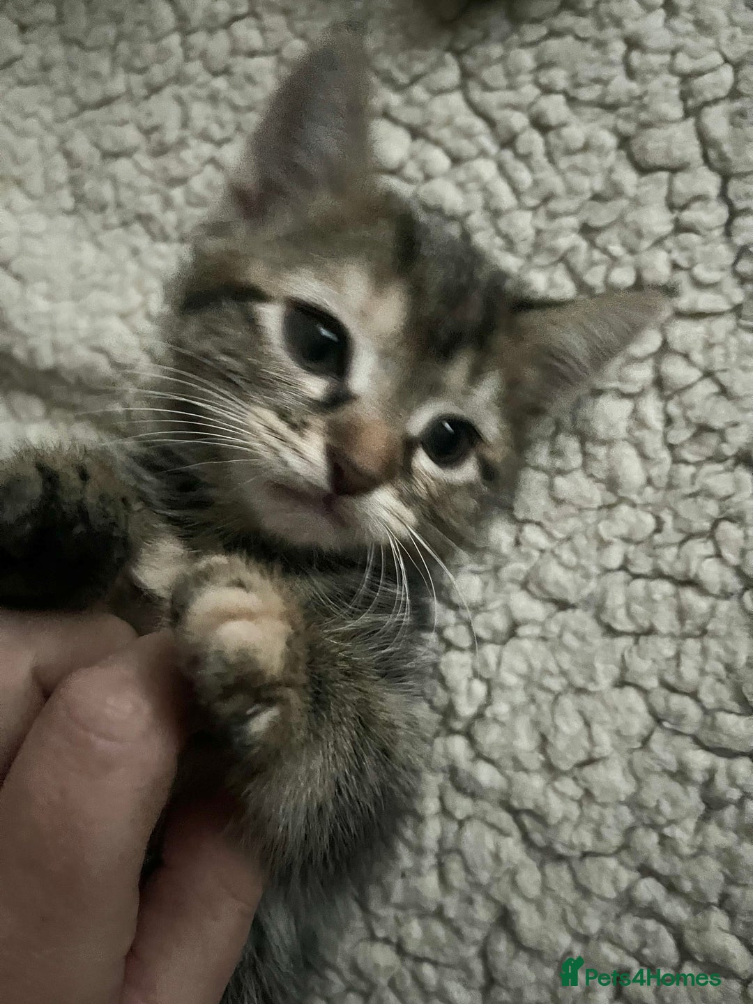 Mixed Breed cats for sale: Kittens  - Image 10