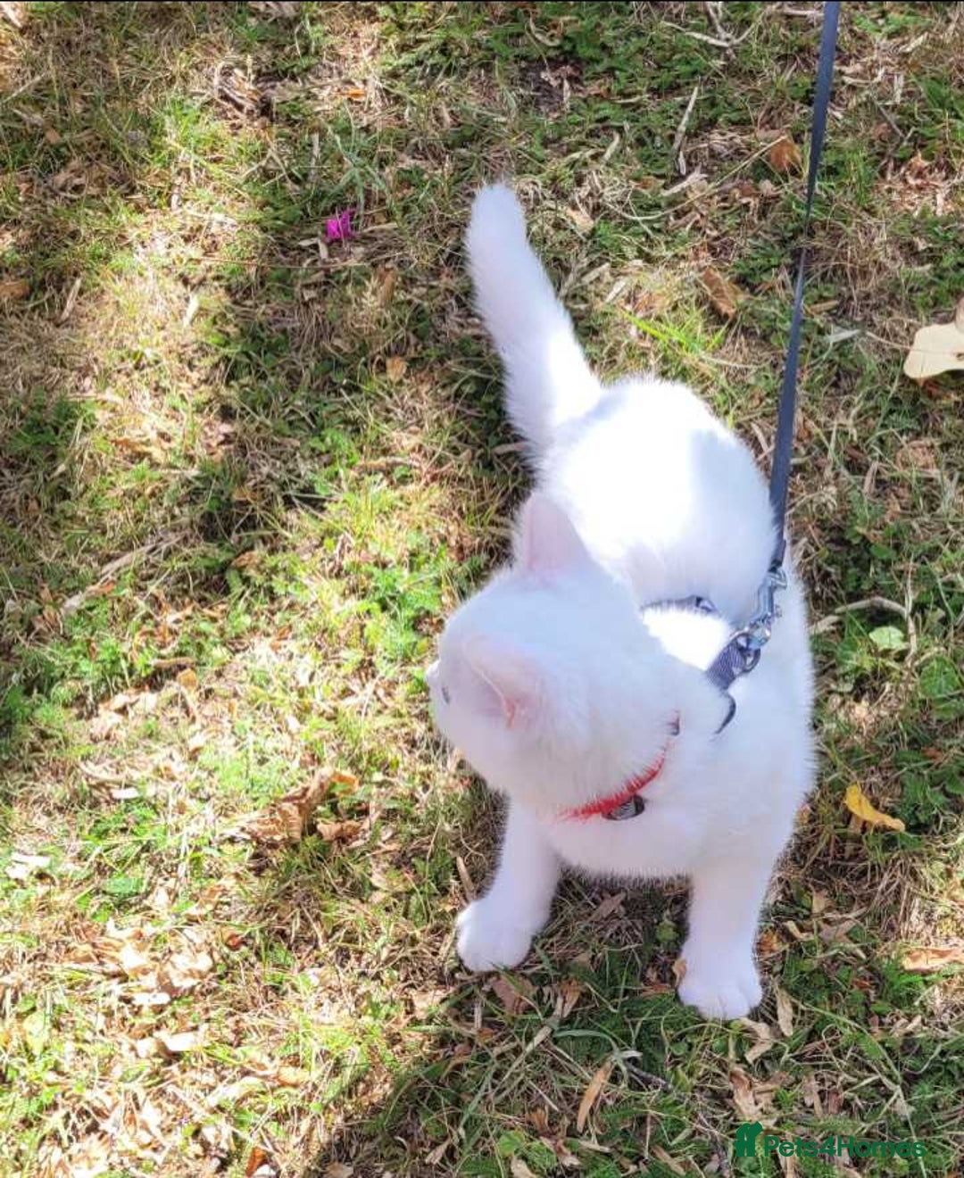 British Shorthair cats for sale: Snow White Pedigree British Shorthair  - Advert 6