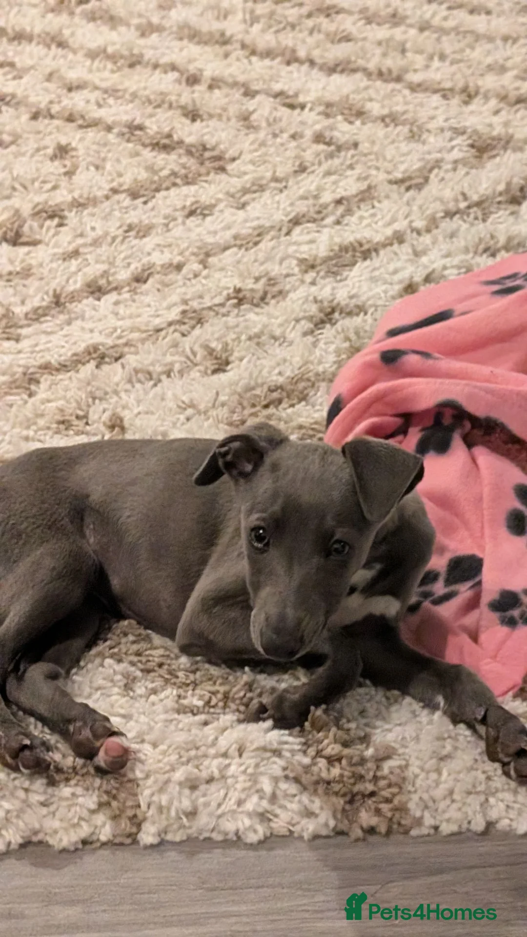 Whippet dogs for sale: Whippet puppy female  in Brighton - Advert 4