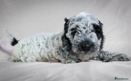 Cockapoo dogs for sale: Ready now beautiful litter F1B cockapoo puppies  in Leicester - Image 6