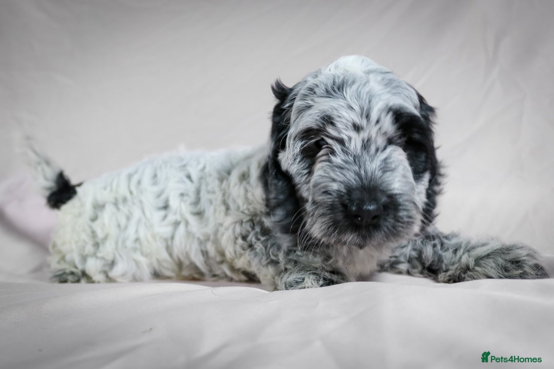 Cockapoo dogs for sale: Ready now beautiful litter F1B cockapoo puppies  in Leicester - Image 6