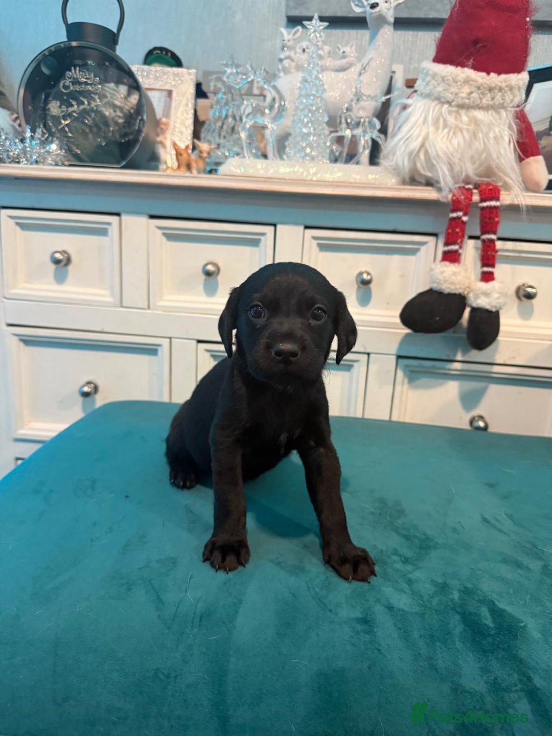 Labrador Retriever dogs for sale: KC Registered Labrador Retriever Puppies  - Advert 16
