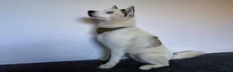 Siberian Husky dogs for stud: Siberian Husky for Stud - Advert 9