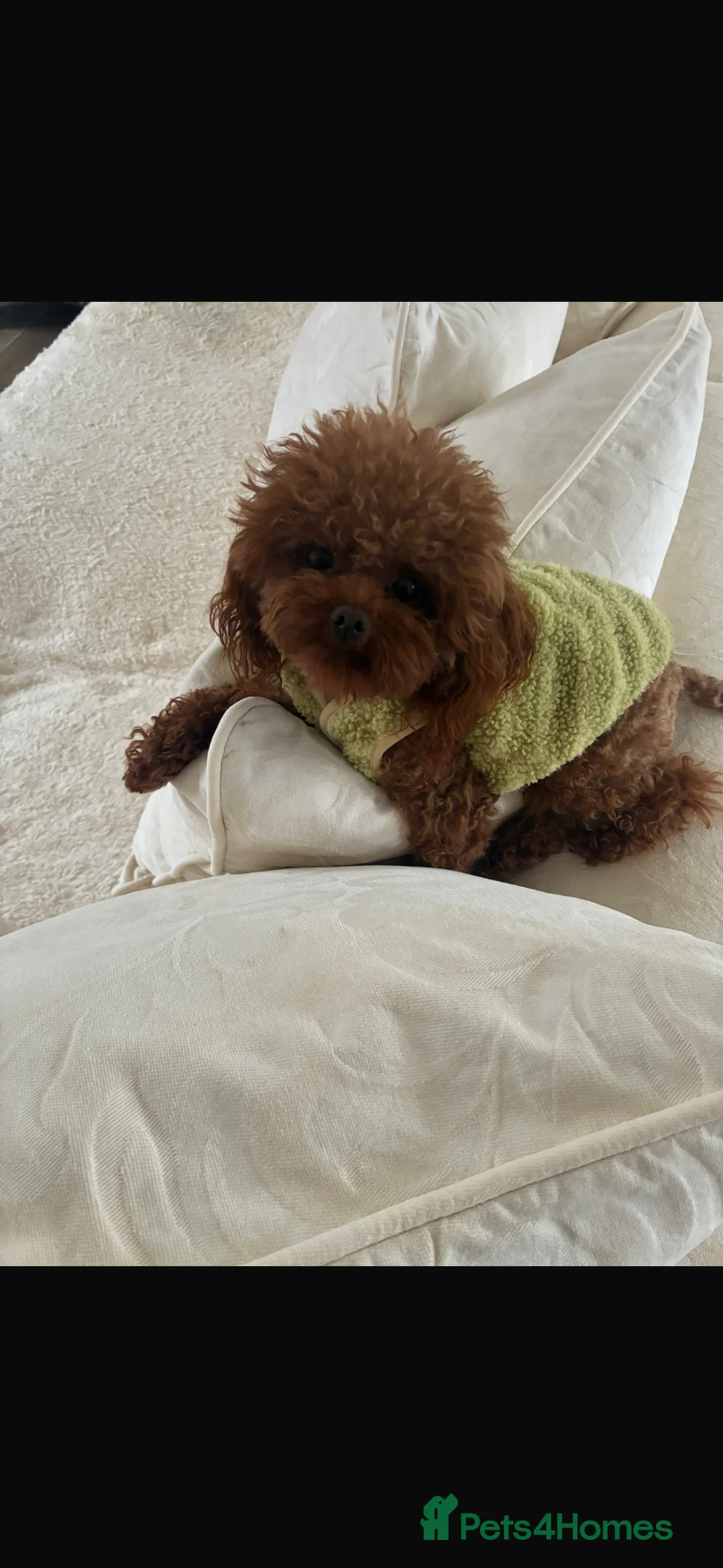 Cavapoo dogs for sale: £1600 Toy Asian Cavapoo 1 boy left - Advert 5