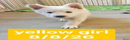 White Swiss Shepherd dogs for sale: Stunning KC reg long-coated White Swiss Shepherd - Advert 4