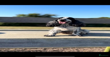 Cocker Spaniel dogs - Advert 5