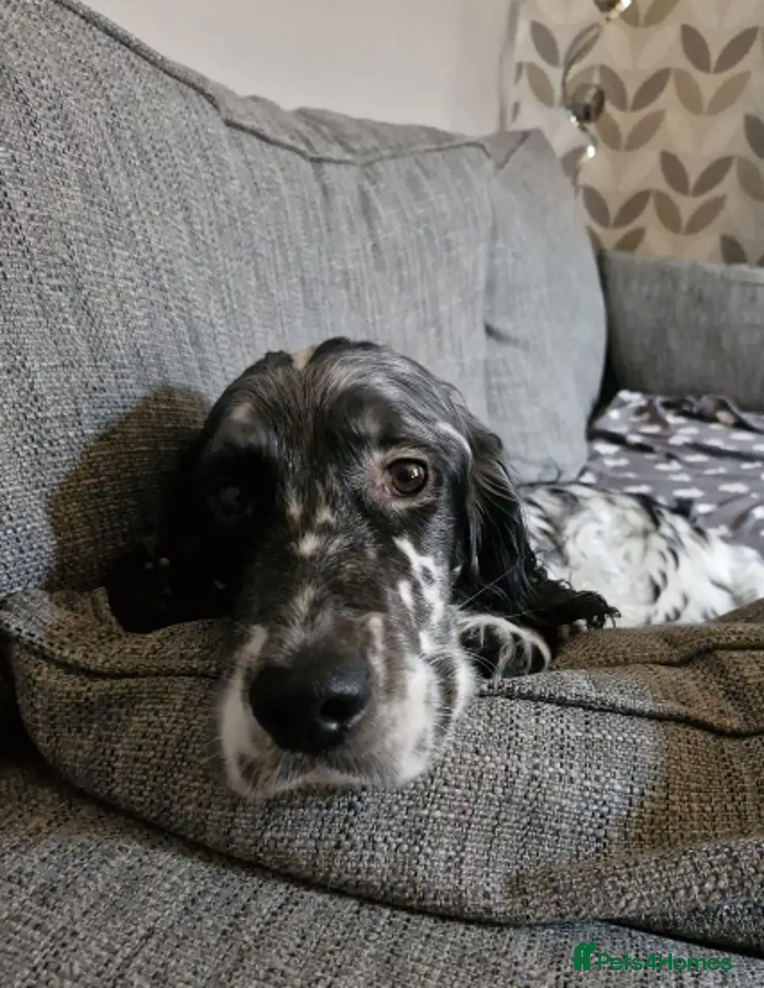 English Setter dogs for adoption: Rock  - Advert 2