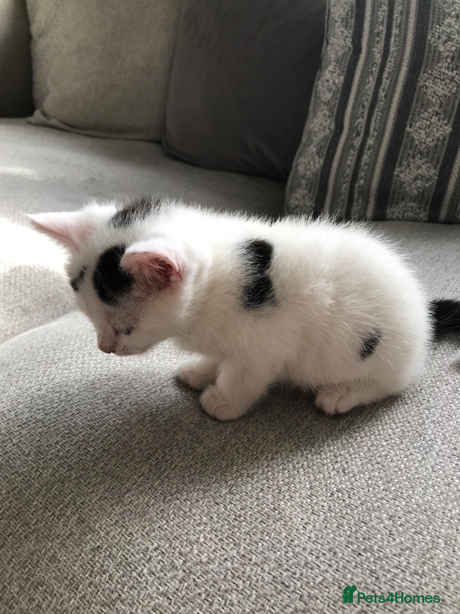Mixed Breed cats 4 beautiful kittens  - Advert 12