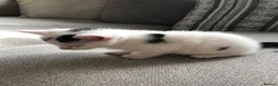 Mixed Breed cats for sale: 4 beautiful kittens  - Advert 4