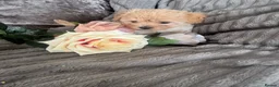 Maltipoo dogs for sale: Beautiful litter of red pups small cuteness❤️ - Advert 8