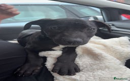 Mixed Breed dogs for sale: beautiful mixed breed for sale - Image 1