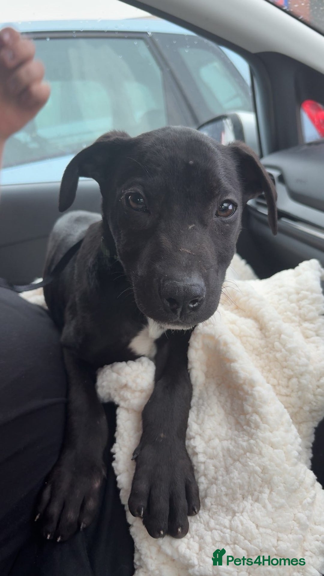 Mixed Breed dogs for sale: beautiful mixed breed for sale - Image 1