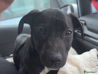 Mixed Breed dogs - Advert 25