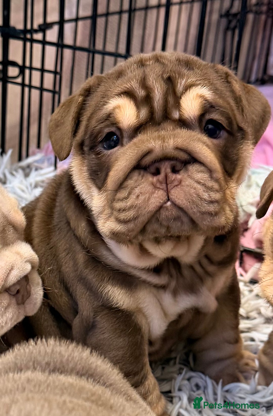 English Bulldog dogs for sale: *Stunning* KC English bulldog puppies ready soon!! - Advert 13