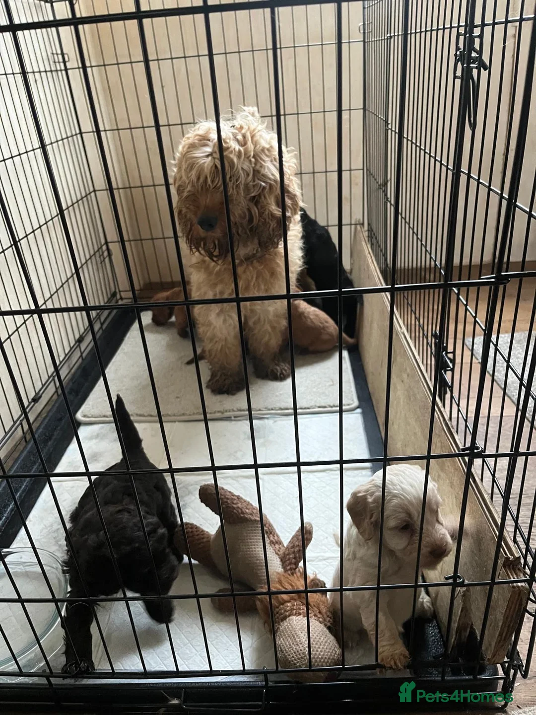 Cockapoo dogs for sale: Beautiful F2  Cockerpoo puppies  - Advert 13