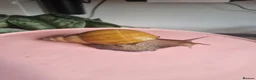 Snails invertebrates for sale: Giant African Land Snails (Lissachatina Fulica) in Norwich - Advert 2