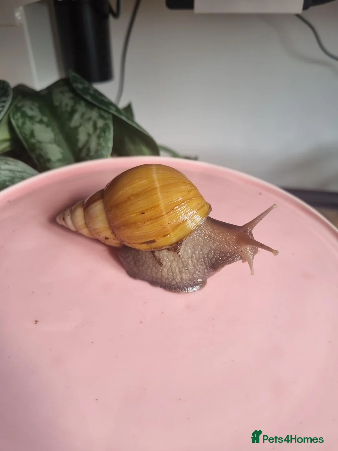 Snails invertebrates for sale: Giant African Land Snails (Lissachatina Fulica) in Norwich - Advert 2