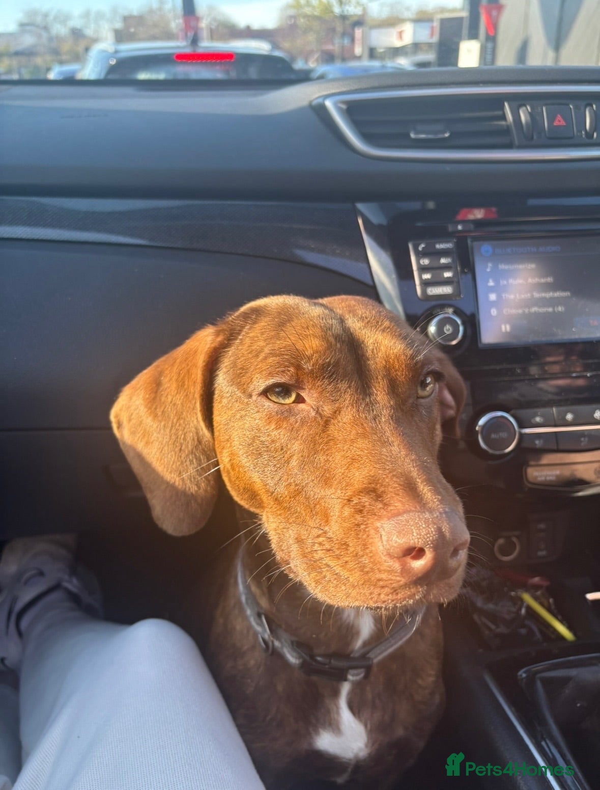 Mixed Breed dogs Poppy – 15-month-old Springer Spaniel ×Dachsund - Advert 1