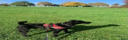 Mixed Breed dogs for adoption: 💙🐶 JAKE - Young Patterdale cross boy 🐶💙 in Wolverhampton - Advert 18