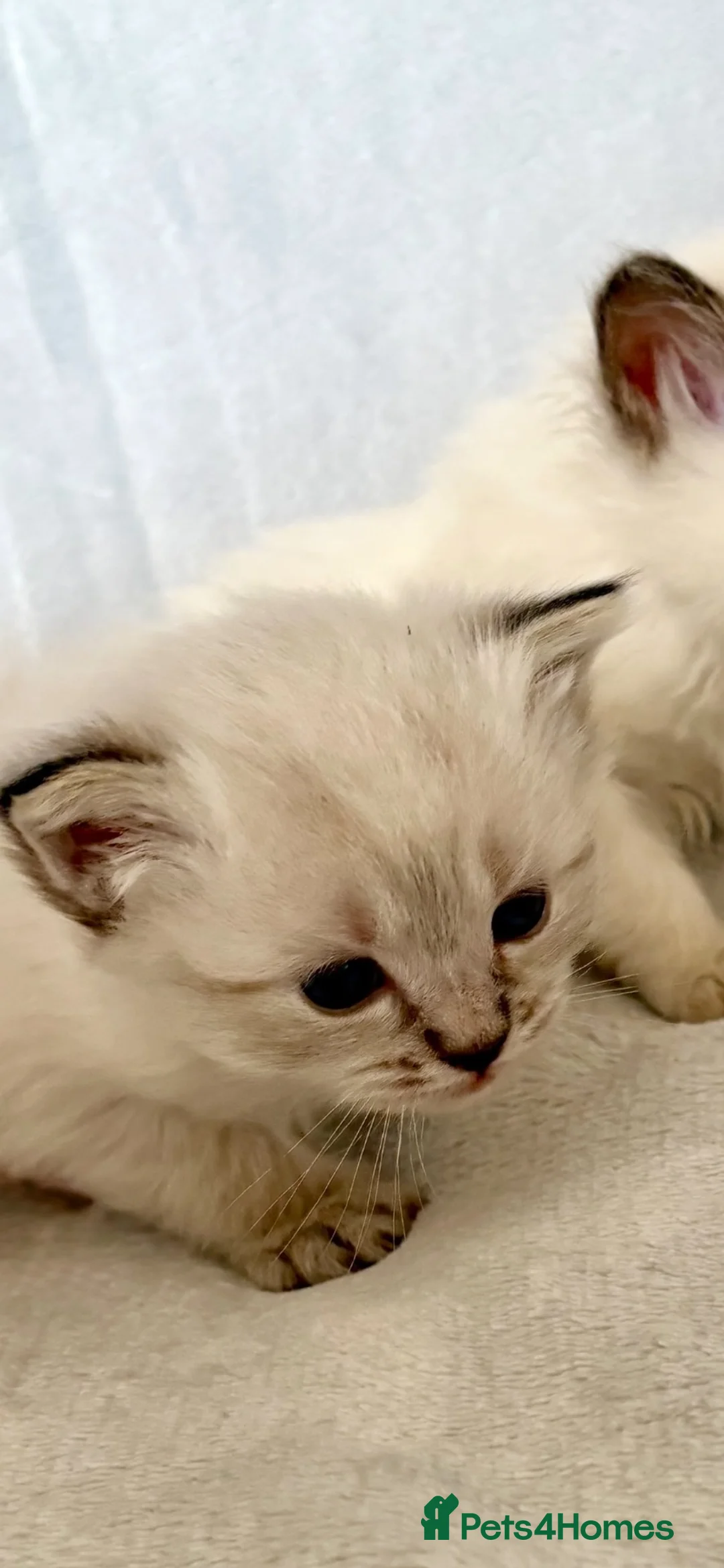 Ragdoll cats for sale: Stunning GCCF Babies - Advert 13