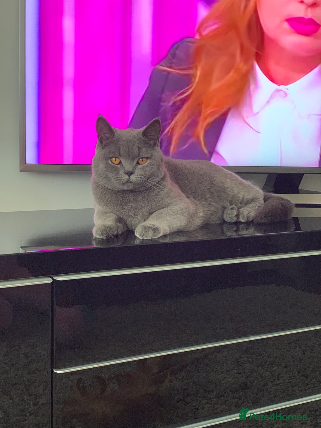 British Shorthair cats for sale: British Shorthair Female - Image 3