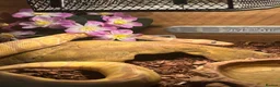 Python Snake reptiles for sale: Male Banana Python  - Advert 3