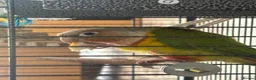 Conures birds for sale: pineapple cheek conure in Gloucester - Advert 3