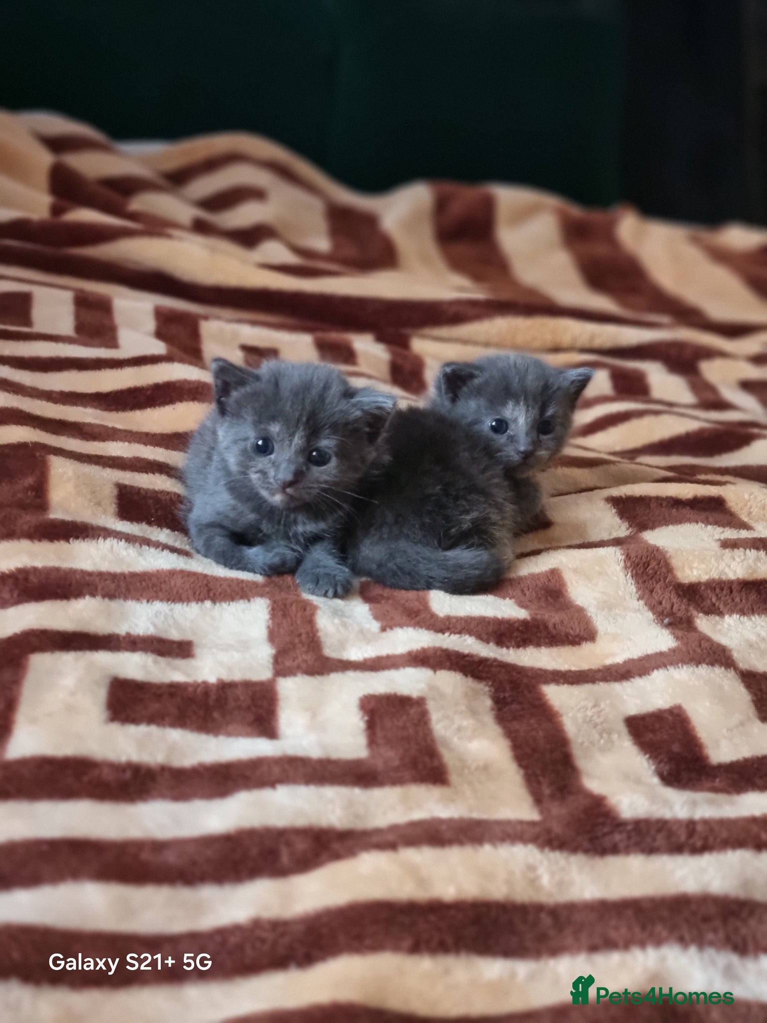 Mixed Breed cats Kittens  - Advert 12