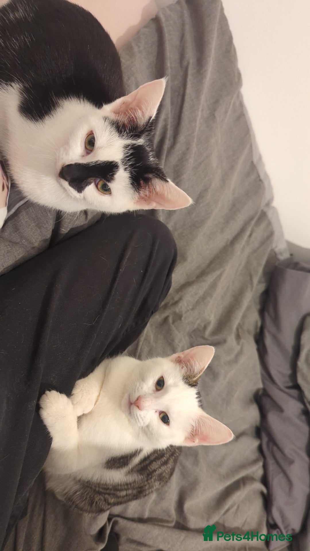 British Shorthair cats for sale: Black and white Magpie - Advert 6